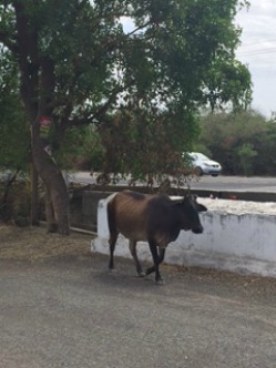 Cow roaming street in India
